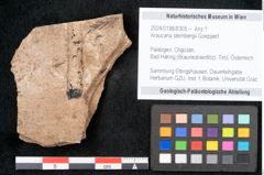 Foto (Objekt + Etikett) von Araucaria sternbergii Goeppert (NHMW-GEO-2024-0188-8305)